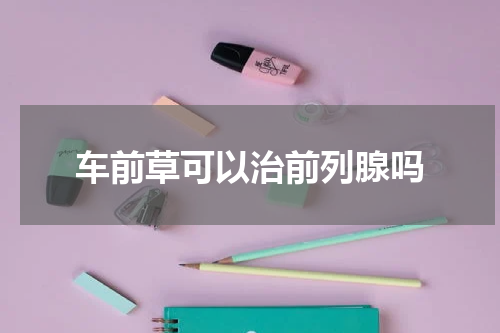 车前草可以治前列腺吗