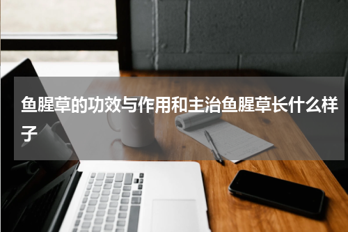 鱼腥草的功效与作用和主治鱼腥草长什么样子