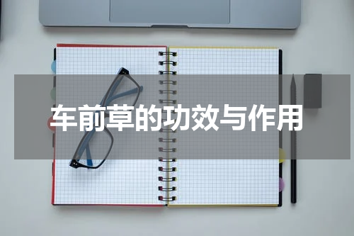 车前草的功效与作用