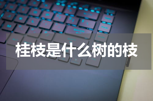 桂枝是什么树的枝
