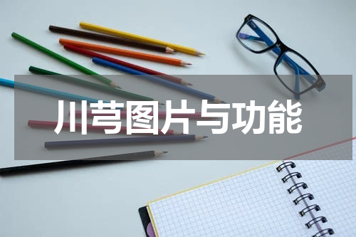 川芎图片与功能