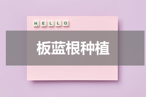 板蓝根种植