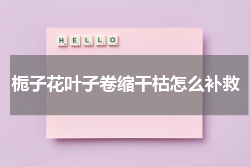 栀子花叶子卷缩干枯怎么补救