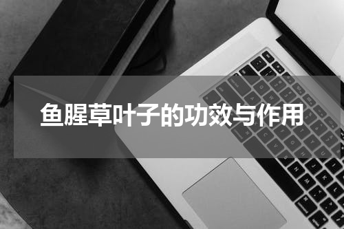 鱼腥草叶子的功效与作用