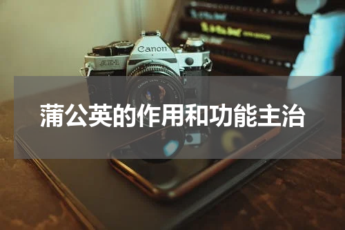 蒲公英的作用和功能主治