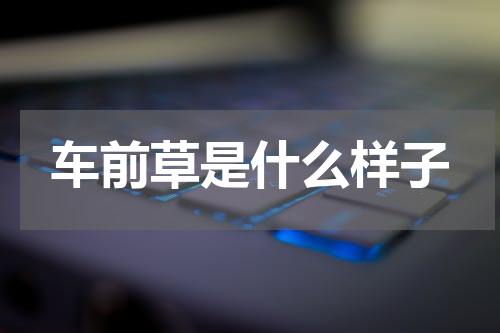 车前草是什么样子