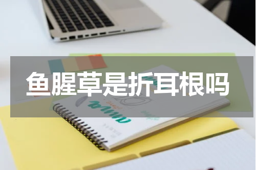 鱼腥草是折耳根吗