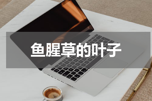 鱼腥草的叶子