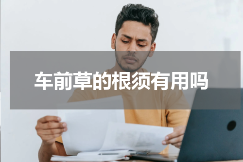 车前草的根须有用吗