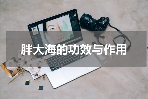 胖大海的功效与作用