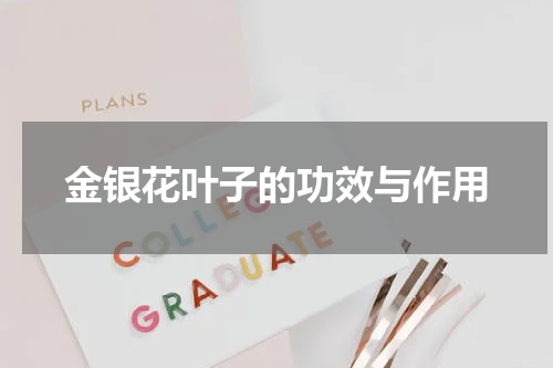 金银花叶子的功效与作用