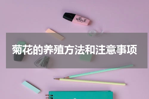 菊花的养殖方法和注意事项