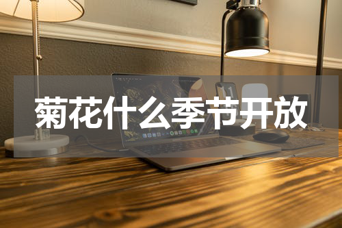 菊花什么季节开放
