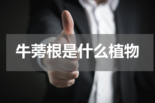 牛蒡根是什么植物