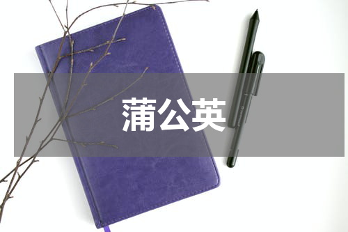 蒲公英