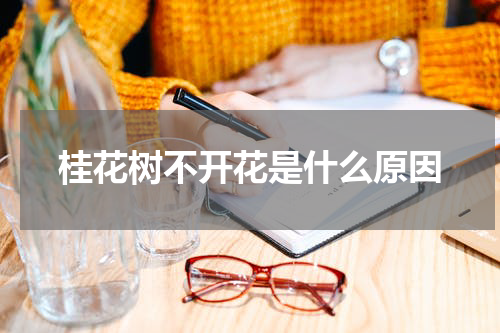 桂花树不开花是什么原因