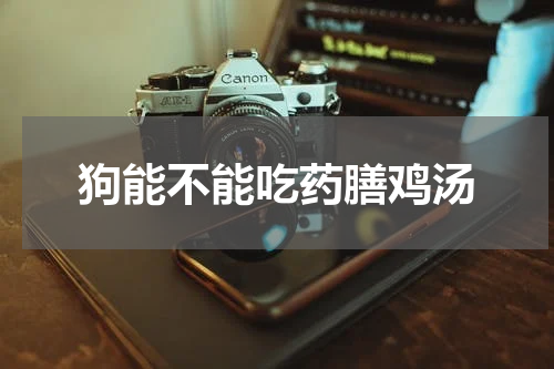 狗能不能吃药膳鸡汤