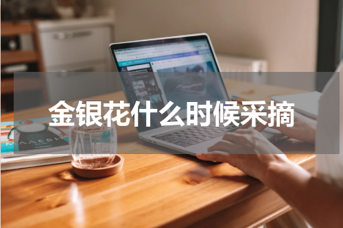 金银花什么时候采摘
