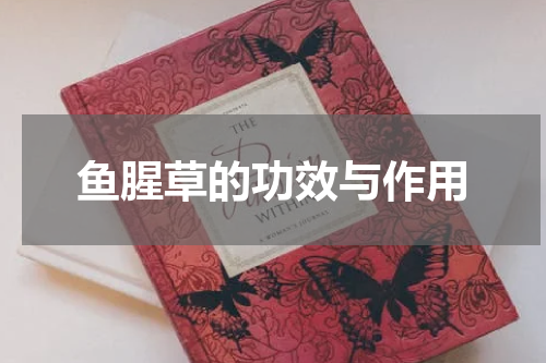 鱼腥草的功效与作用