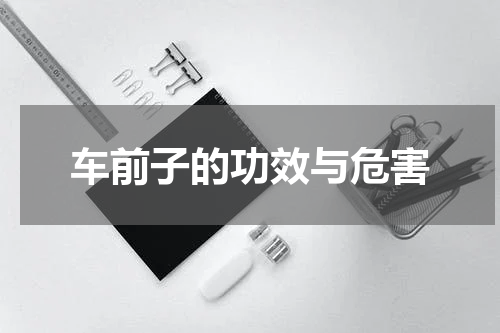 车前子的功效与危害