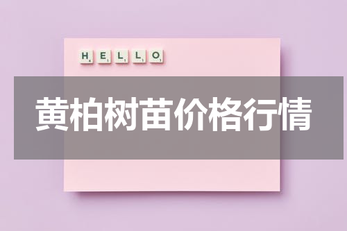 黄柏树苗价格行情