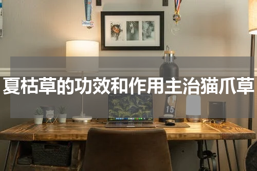 夏枯草的功效和作用主治猫爪草