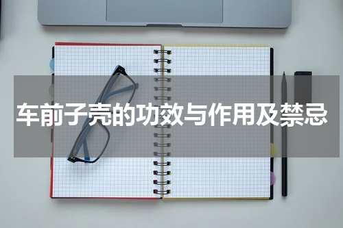 车前子壳的功效与作用及禁忌