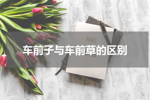 车前子与车前草的区别