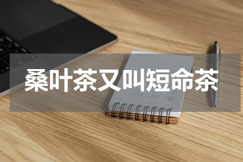 桑叶茶又叫短命茶