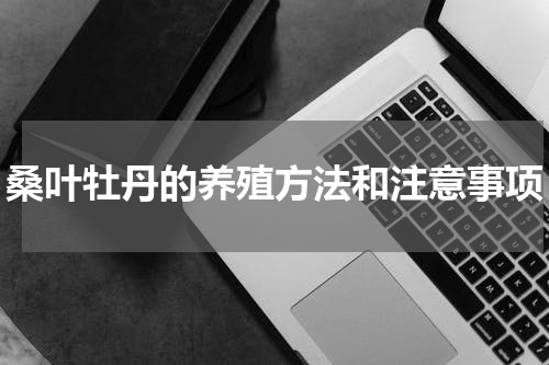 桑叶牡丹的养殖方法和注意事项