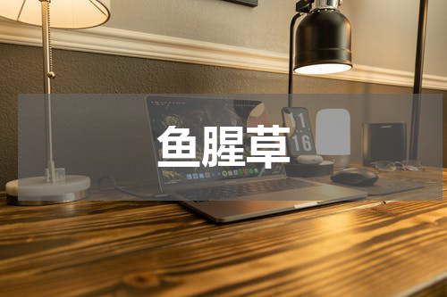 鱼腥草