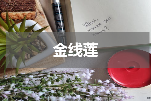 金线莲