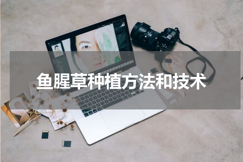鱼腥草种植方法和技术