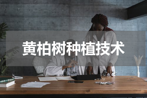 黄柏树种植技术