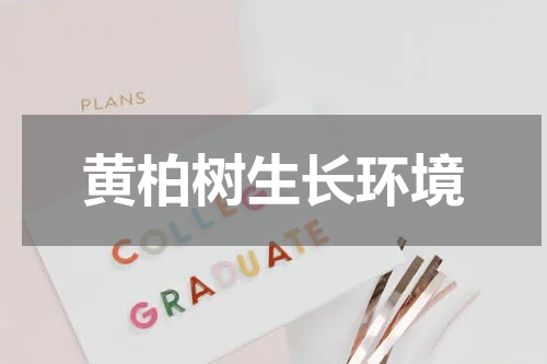黄柏树生长环境