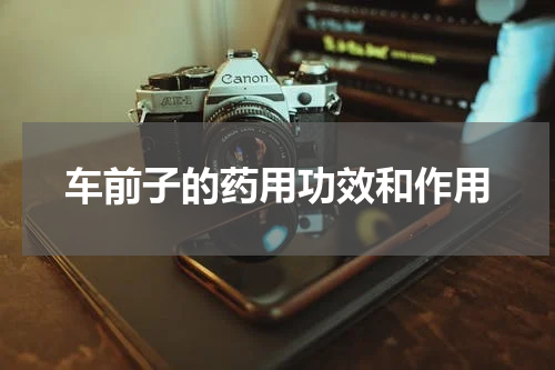 车前子的药用功效和作用