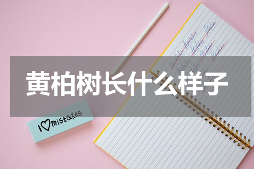 黄柏树长什么样子
