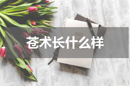 苍术长什么样