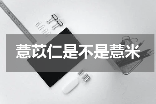 薏苡仁是不是薏米