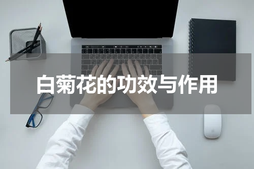 白菊花的功效与作用