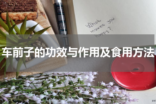 车前子的功效与作用及食用方法