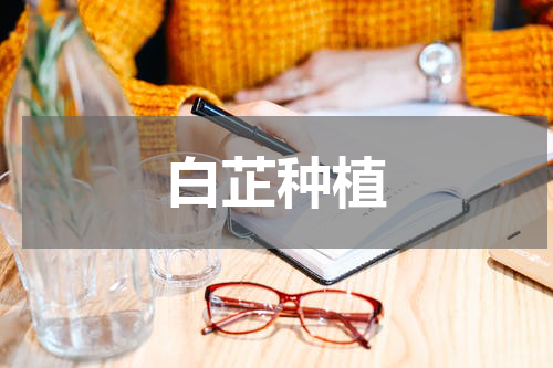 白芷种植