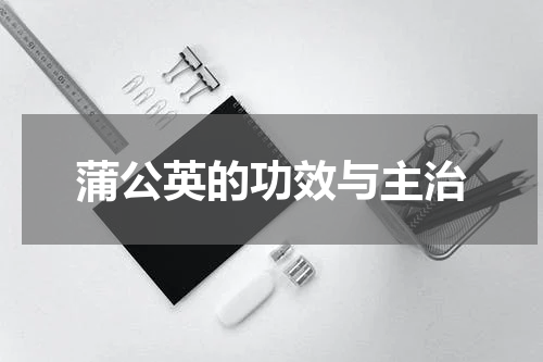 蒲公英的功效与主治