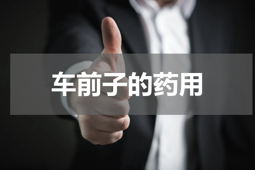 车前子的药用