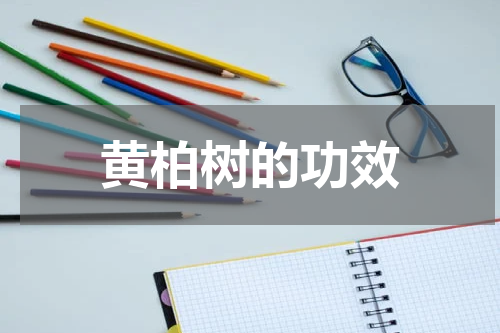 黄柏树的功效