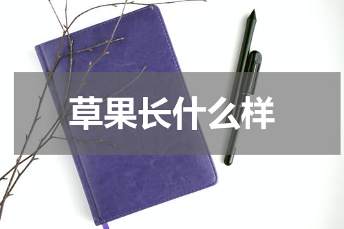 草果长什么样
