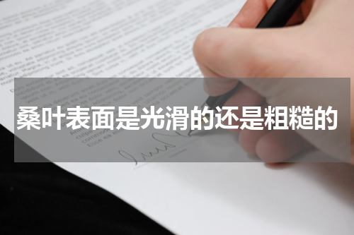 桑叶表面是光滑的还是粗糙的