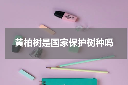 黄柏树是国家保护树种吗