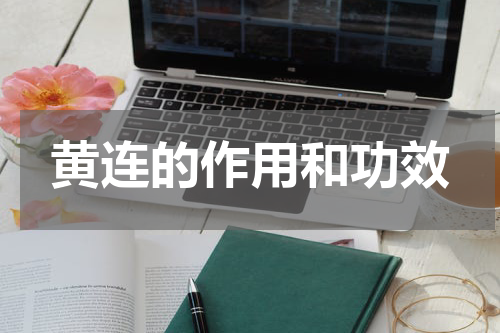 黄连的作用和功效