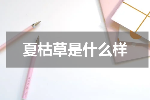 夏枯草是什么样